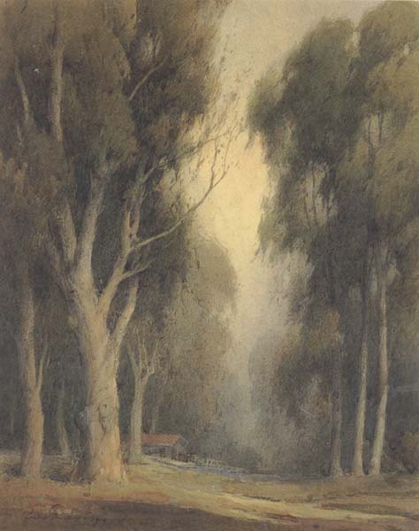 Eucalyptus Trees,Burlingame